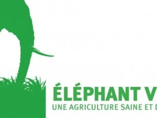 Eléphant-Vert